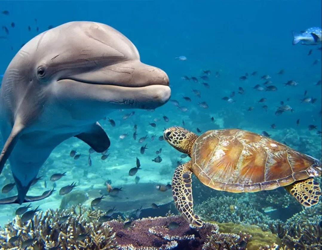 Schnorchelausflug am Sataya Dolphin Reef